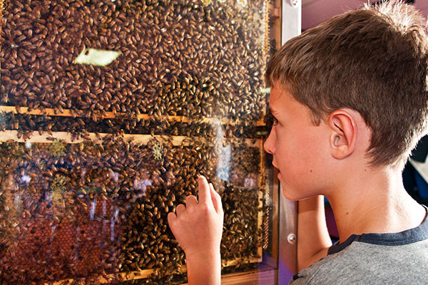 A young boy looks at a wall of living bees in their hive through a glass panel.