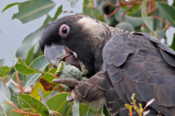 A close up of a Black Cockatoo sitting in a tree eating a flower.