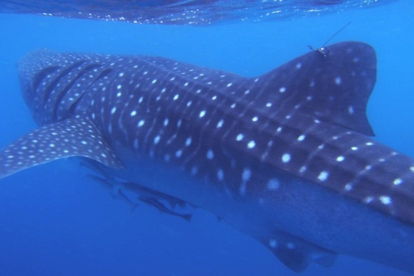 A close up of a large shark swimming away in shallow water.