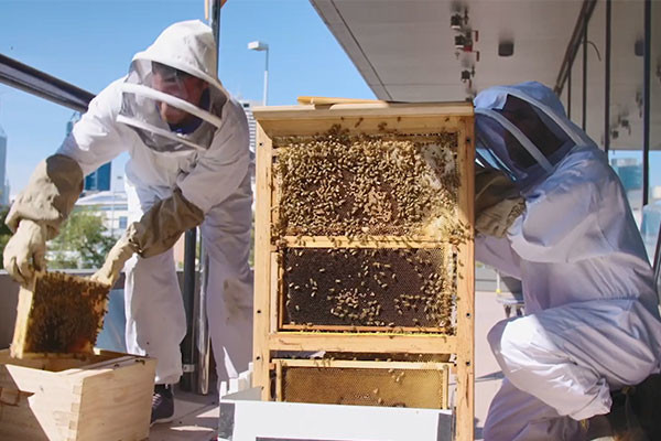 Two people in white bee suits cleaning an indoor hive next to a building.