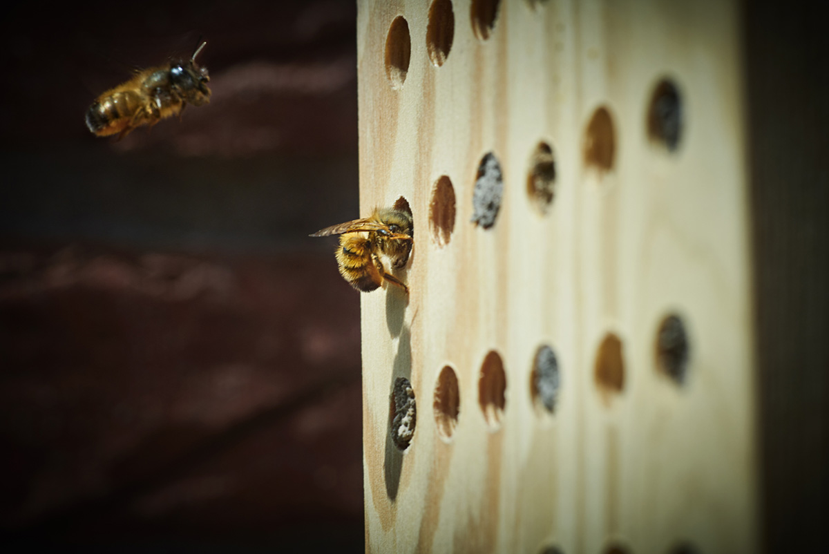 Two bees approach a piece of wood with holes drilled in to it as part of an insect hotel