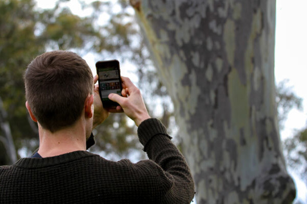 A man points a mobile phone at a tree to take a photo of a bird in its branches for the ClimateWatch project